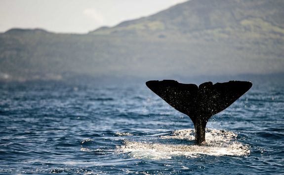 Whale watching in the Azores