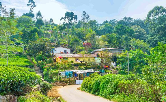 Sri Lanka tea plantation