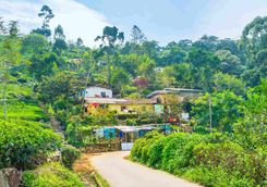 Sri Lanka tea plantation