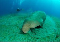 dugong