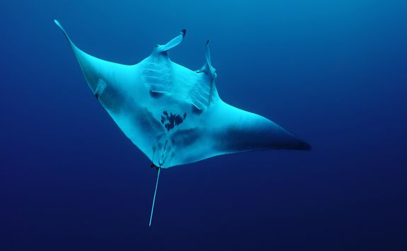 manta ray