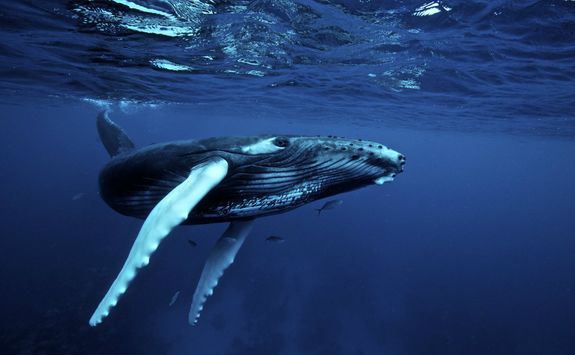 Humpback Whale, Mozambique