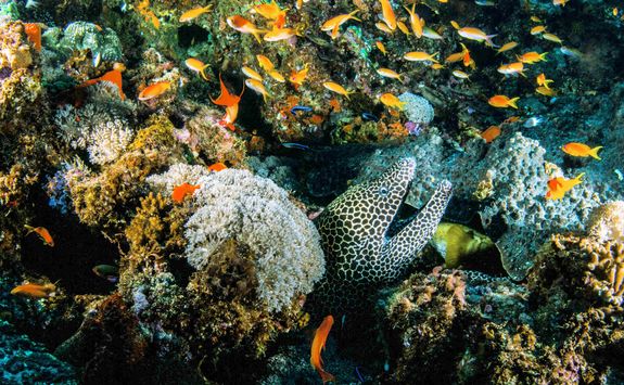 moray eel africa diving
