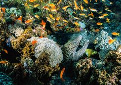 moray eel africa diving