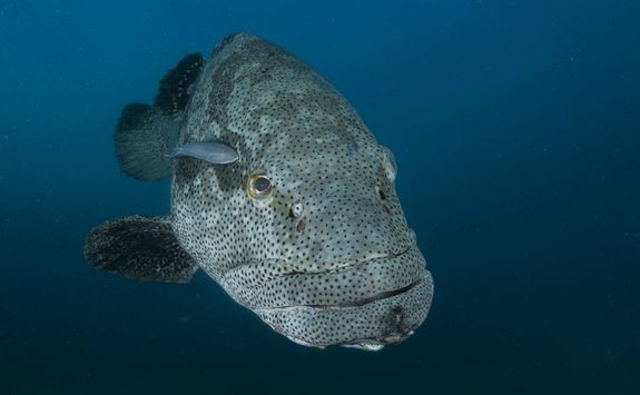 grouper fish diving