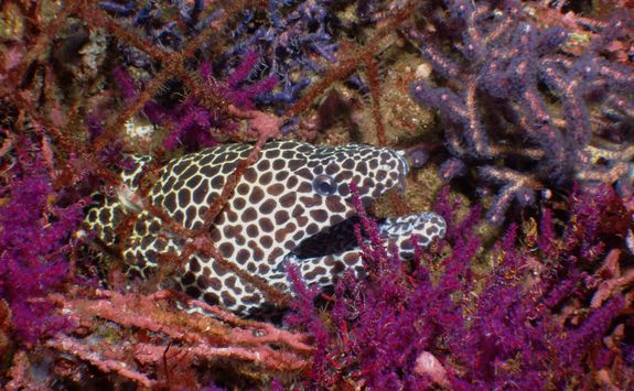 Moraay eel diving Oman