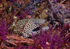 Moraay eel diving Oman