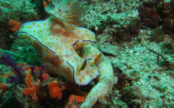 nudibranch diving