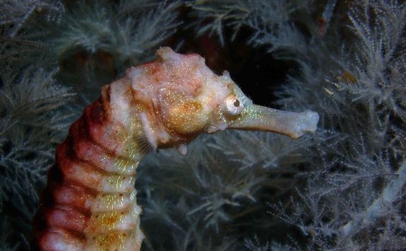 seahorse zighy bay
