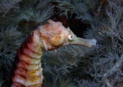 seahorse zighy bay