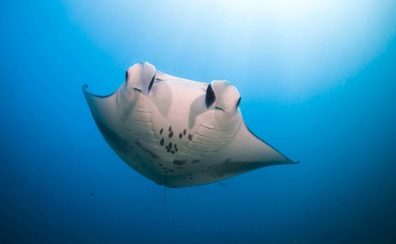 manta ray