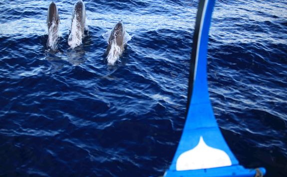 dolphin watching cruise