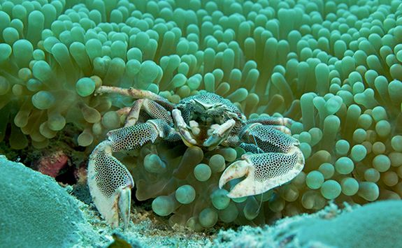 anemone crab