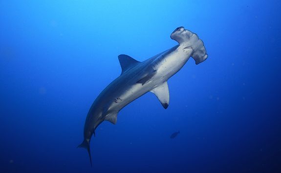 hammerhead shark