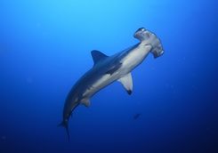 hammerhead shark