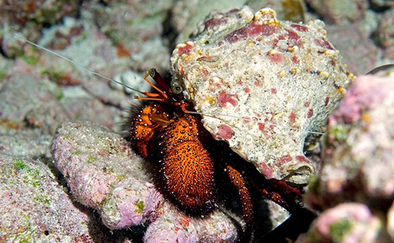 hermit crab