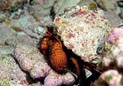 hermit crab