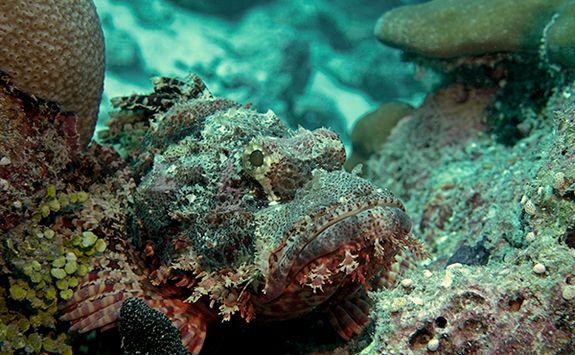 stonefish diving