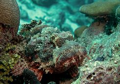 stonefish diving