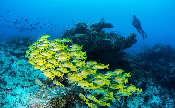 sweetlips diving alphonse