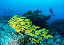 sweetlips diving alphonse