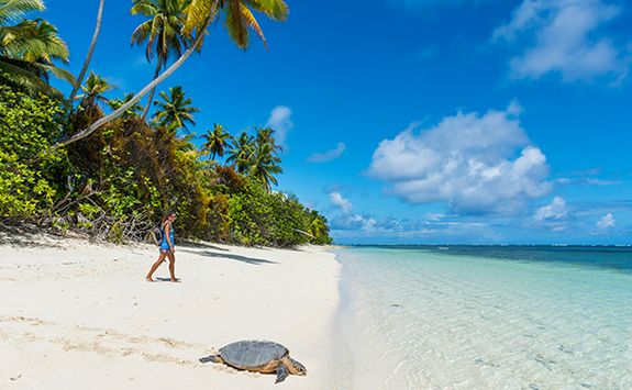 turtle beach alphonse