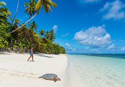 turtle beach alphonse