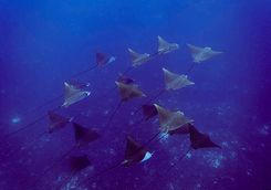 spotted eagle rays