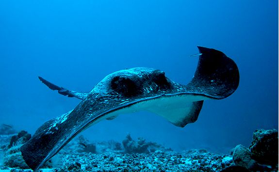 stingray diving Astove