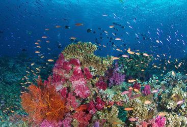 Coral at Bligh Water