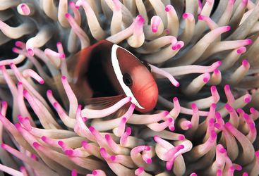 Clownfish, Wakatobi