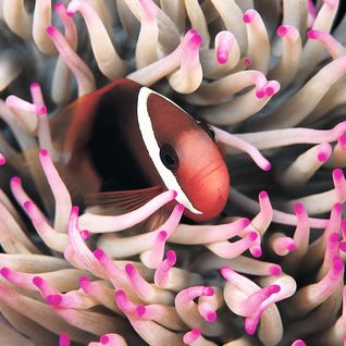 Clownfish, Wakatobi
