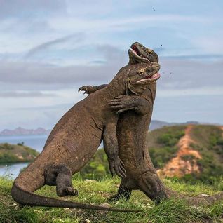 Komodo dragons, Indonesia