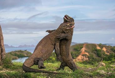 Komodo dragons, Indonesia