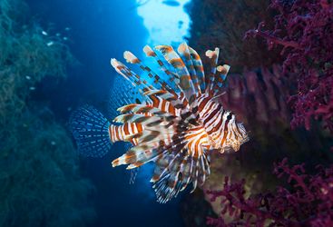 Lion fish, Moyo Island