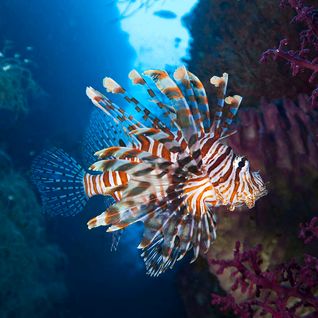 Lion fish, Moyo Island