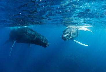 Humpback whale, Mozambique