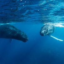Humpback whale, Mozambique