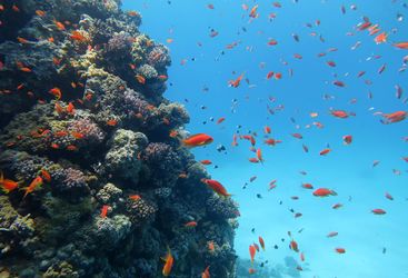 coral fish in red sea