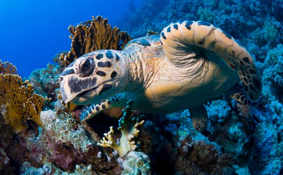 turtle red sea