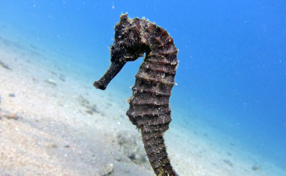 black seahorse