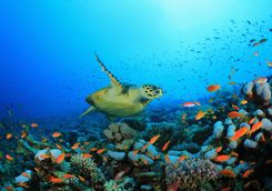 turtle and coral
