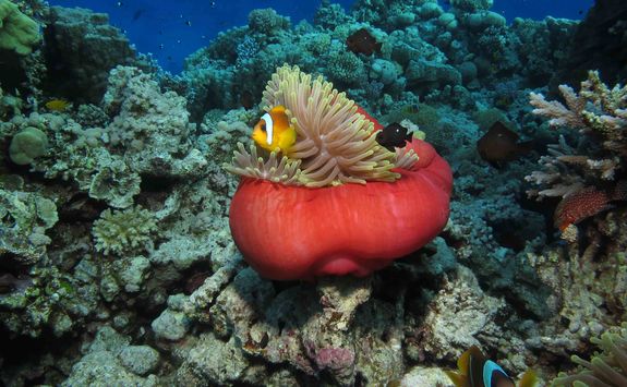 anemonefish