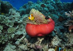 anemonefish