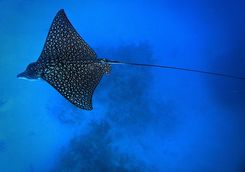 eagle ray