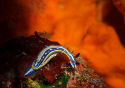 nudibranch