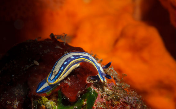 nudibranch