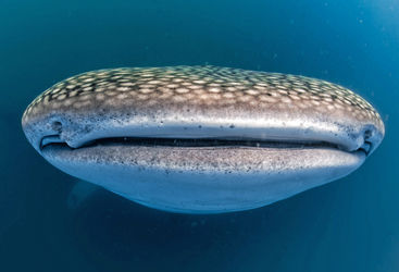 whale shark