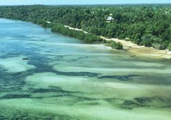 mafia island overcoral reef