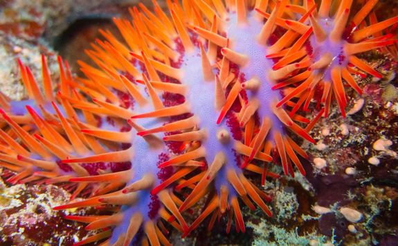 crown of thorns starfish